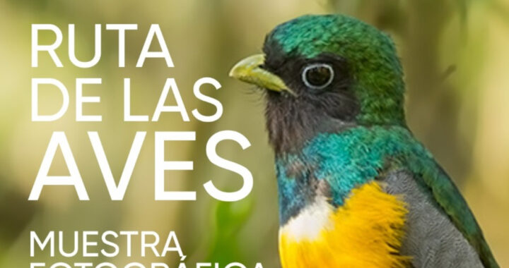 Muestra fotográfica de aves en los Saltos del Moconá